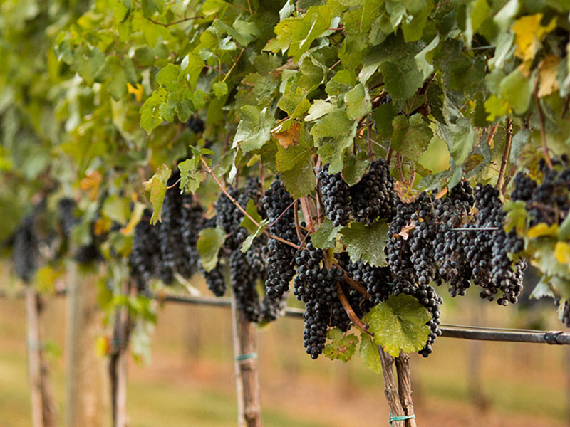 Mountain and Vine Vineyards